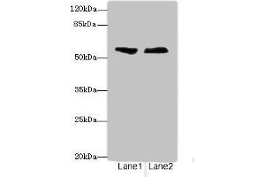 Western blot All lanes: ENTPD2antibody at 3. (ENTPD2 antibody  (AA 28-268))