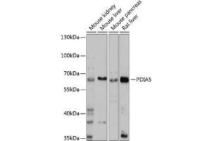 Western blot analysis of extracts of various cell lines, using PDI antibody (ABIN7269612) at 1:1000 dilution. (PDIA5 antibody  (AA 22-140))