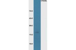 Mouse brain lysates probed with Rabbit Anti-BASP1 Polyclonal Antibody, Unconjugated  at 1:3000 for 90 min at 37˚C. (BASP1 antibody  (AA 3-100))