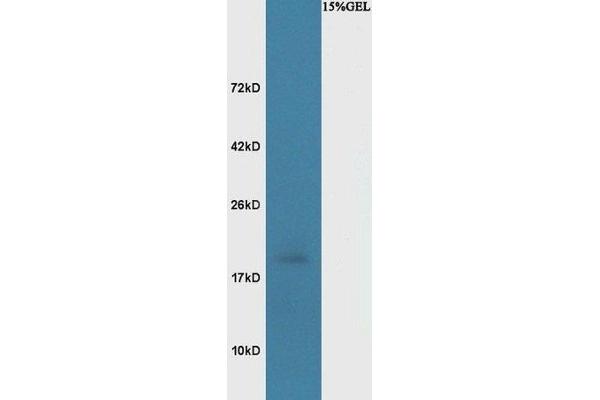 BASP1 antibody  (AA 3-100)