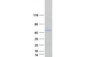 Validation with Western Blot
