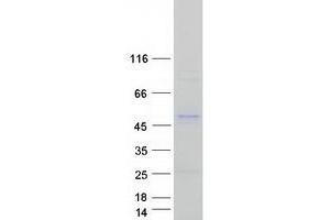 Validation with Western Blot (SERPINE2 Protein (Transcript Variant 1) (Myc-DYKDDDDK Tag))