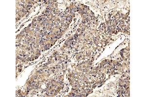 IHC analysis of SCRN1 using anti-SCRN1 antibody (ABIN7602923). (Secernin 1 antibody  (C-Term))