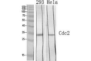 Western Blot (WB) analysis of specific cells using Cdc2 Polyclonal Antibody. (CDK1 antibody  (Ser218, Ser222))