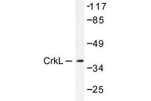 Western blot analysis of CrkL antibody in extracts from COS7 cells.