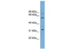 Western Blot showing PTDSS2 antibody used at a concentration of 1-2 ug/ml to detect its target protein.
