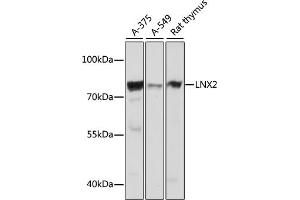 Western blot analysis of extracts of various cell lines, using LNX2 antibody (ABIN7268250) at 1:1000 dilution. (LNX2 antibody  (AA 1-240))