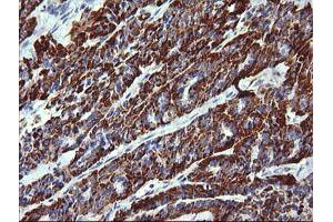 Image no. 2 for anti-Zinc Finger and SCAN Domain Containing 21 (Zscan21) antibody (ABIN1501862) (ZSCAN21 antibody)