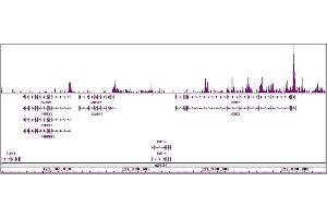 Histone H4ac (pan-acetyl) antibody (pAb) tested by ChIP-Seq. (Histone H4ac antibody  (N-Term))
