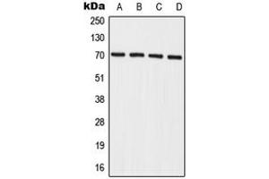 Western blot analysis of IL-27RA expression in A549 (A), HeLa (B), mouse spleen (C), rat spleen (D) whole cell lysates. (IL27 Receptor alpha antibody  (Center))