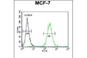 Flow cytometric analysis of MCF-7 cells (right histogram) compared to a negative control cell (left histogram). (RENT2/UPF2 antibody  (AA 630-656))