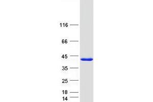 C20orf43 Protein (Myc-DYKDDDDK Tag)