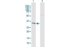 Western Blot analysis of SFRS7 expression in transfected 293T cell line by SFRS7 MaxPab polyclonal antibody. (SFRS7 antibody  (AA 1-238))