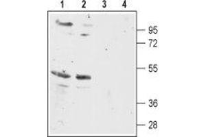 Western blot analysis of rat (lanes 1 and 3) and mouse (lanes 2 and 4) brain membranes: - 1,2. (MC5 Receptor antibody  (3rd Intracellular Loop))
