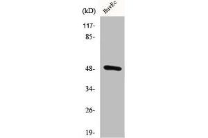 CSTF1 antibody  (N-Term)