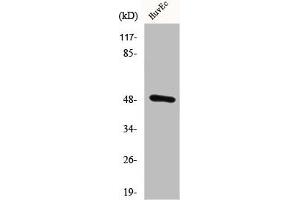 Western Blot analysis of HuvEC cells using CstF-50 Polyclonal Antibody (CSTF1 antibody  (N-Term))