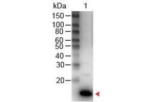 Western Blot of Rabbit anti-IL-9 Antibody Peroxidase Conjugated Lane 1: Human IL-9 Load: 50 ng per lane Secondary antibody: IL-9 Antibody Peroxidase Conjugated at 1:1,000 for 30 min at RT Block: ABIN925618 for 30 min RT Predicted/Observed size: 14 kDa, 14 kDa (IL-9 antibody  (HRP))