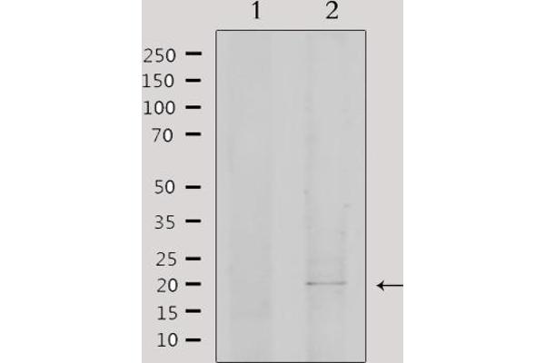 EID1 antibody  (Internal Region)