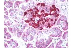 Anti-GCG / Glucagon antibody IHC staining of human pancreas. (Glucagon antibody  (AA 119-148))