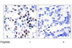Image no. 1 for anti-Jun Proto-Oncogene (JUN) (Thr93) antibody (ABIN197131) (C-JUN antibody  (Thr93))