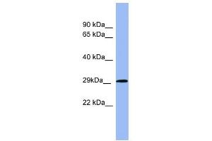 RAB5A antibody used at 1 ug/ml to detect target protein. (RAB5 antibody  (Middle Region))
