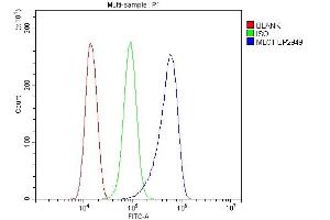 anti-MLC1 (AA 1-377) antibody