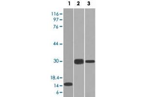 Western Blot analysis of Lane 1: recombinant protein, Lane 2: Panc-28 cell and Lane 3: PANC1 cell lysates with ELA3B monoclonal antibody, clone CELA3B/1218 .