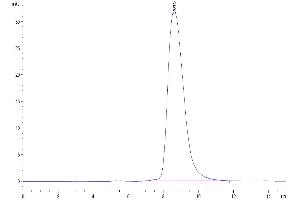 The purity of Human SIRP alpha is greater than 95 % as determined by SEC-HPLC. (SIRPA Protein (AA 32-373) (His tag))