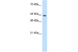 WB Suggested Anti-ZNF213 Antibody Titration:  1. (ZNF213 antibody  (N-Term))