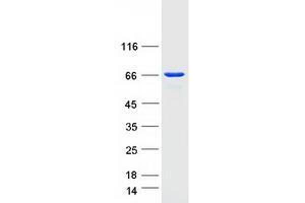 UTP6 Protein (Myc-DYKDDDDK Tag)