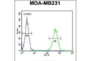 Flow cytometric analysis of MDA-MB231 cells (right histogram) compared to a negative control cell (left histogram). (ST7 antibody  (AA 169-197))