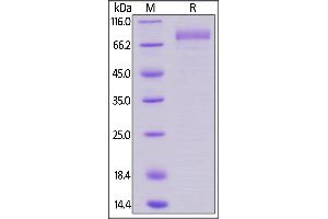 SDS-PAGE (SDS) image for HERV-H LTR-Associating 2 (HHLA2) (AA 23-344) (Active) protein (Fc Tag,AVI tag,Biotin) (ABIN5955002)