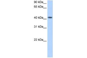 PSG5 antibody used at 2. (PSG5 antibody  (N-Term))