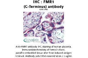 Image no. 1 for anti-Fragile X Mental Retardation 1 (FMR1) (C-Term), (Internal Region) antibody (ABIN1734384) (FMR1 antibody  (C-Term, Internal Region))