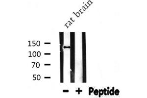 MOV10L1 antibody  (Internal Region)