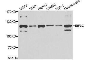Western blot analysis of extracts of various cell lines, using EIF3C antibody. (EIF3C antibody  (AA 694-913))