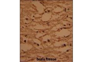 Formalin-fixed and paraffin-embedded human brain tissue with HTATSF1 Antibody (N-term), which was peroxidase-conjugated to the secondary antibody, followed by DAB staining. (HTATSF1 antibody  (N-Term))