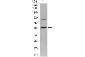 Western blot analysis using SIRT3 mouse mAb against PANC-1 (1) cell lysate. (SIRT3 antibody  (AA 155-290))