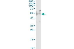 Immunoprecipitation of EEF1G transfected lysate using anti-EEF1G monoclonal antibody and Protein A Magnetic Bead , and immunoblotted with EEF1G MaxPab rabbit polyclonal antibody. (EEF1G antibody  (AA 1-437))