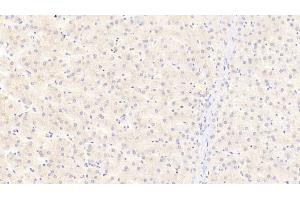 Detection of APOC3 in Human Liver Tissue using Polyclonal Antibody to Apolipoprotein C3 (APOC3) (APOC3 antibody  (AA 21-99))