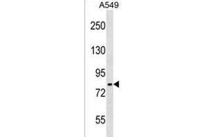 IKK(alpha/beta) Antibody (/180) (ABIN1537890 and ABIN2838258) western blot analysis in A549 cell line lysates (35 μg/lane).
