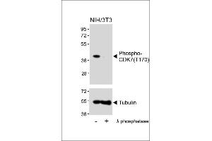 Western blot analysis of lysates from NIH/3T3 cell line, untreated or treated with λ phosphatase, using 459667101 (ABIN389541 and ABIN2850443) (upper) or Tubulin (lower). (CDK7 antibody  (pThr170))