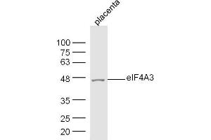 Mouse placenta lysates probed with eIF4A3 Polyclonal Antibody, Unconjugated  at 1:300 dilution and 4˚C overnight incubation.