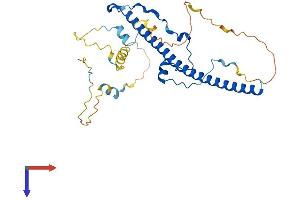 TEF Protein (AA 1-303) (His tag)
