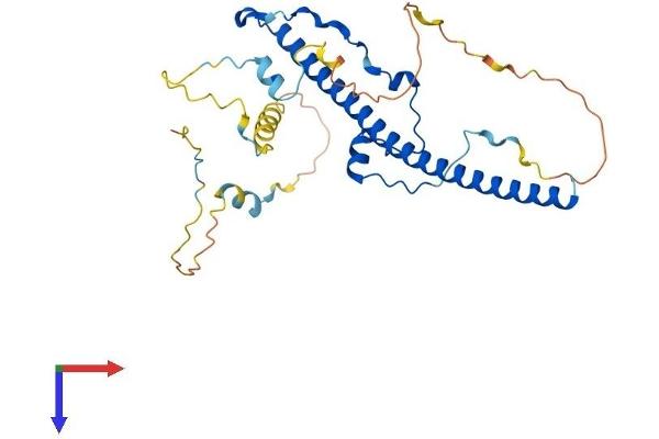 TEF Protein (AA 1-303) (His tag)