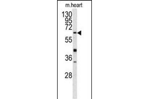 Western blot analysis of GGTLA1 antibody (N-term) (ABIN391586 and ABIN2841518) in mouse heart tissue lysates (35 μg/lane). (GGT5 antibody  (N-Term))