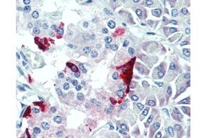 Human Pancreas: Formalin-Fixed, Paraffin-Embedded (FFPE) (PPY antibody  (AA 31-97))
