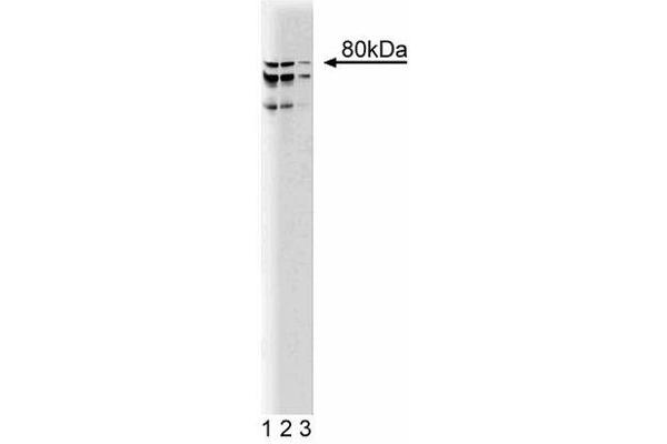 Coilin Antikörper  (AA 226-332)