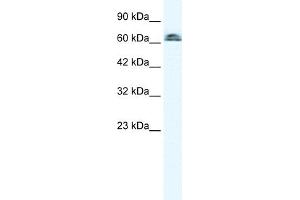 WB Suggested Anti-IVNS1ABP Antibody Titration:  0. (IVNS1ABP antibody  (N-Term))