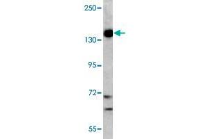 Western blot analysis of K-562 cell lysate (35 ug/lane) with PIK3CG polyclonal antibody .